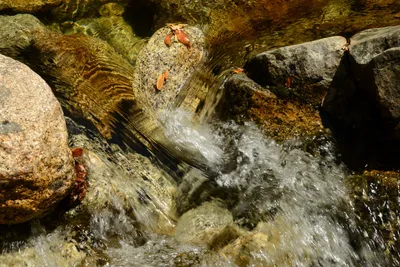 DSC_2277 (Large).JPG